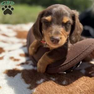 Chocolate, Dachshund Puppy